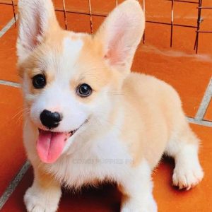 A handsome male brown and white Pembroke Welsh Corgi puppy named Bisco sitting alertly on green grass.