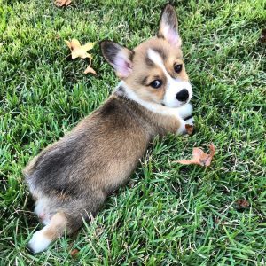 A cute male brown and white Pembroke Welsh Corgi puppy named Fyns sitting gracefully in a garden setting.