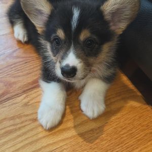 Zeus, a male Pembroke Welsh Corgi puppy running on green grass