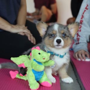 An adorable male brown Pembroke Welsh Corgi puppy named Jules playing happily outdoors.