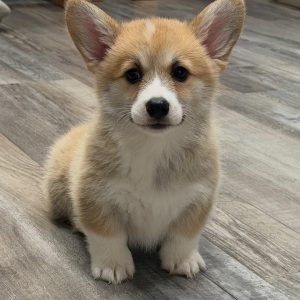 A handsome male brown Pembroke Welsh Corgi puppy named Kurt playing in the yard.