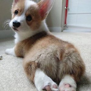 A beautiful female brown and white Pembroke Welsh Corgi puppy named Phyna sitting on a soft blanket.