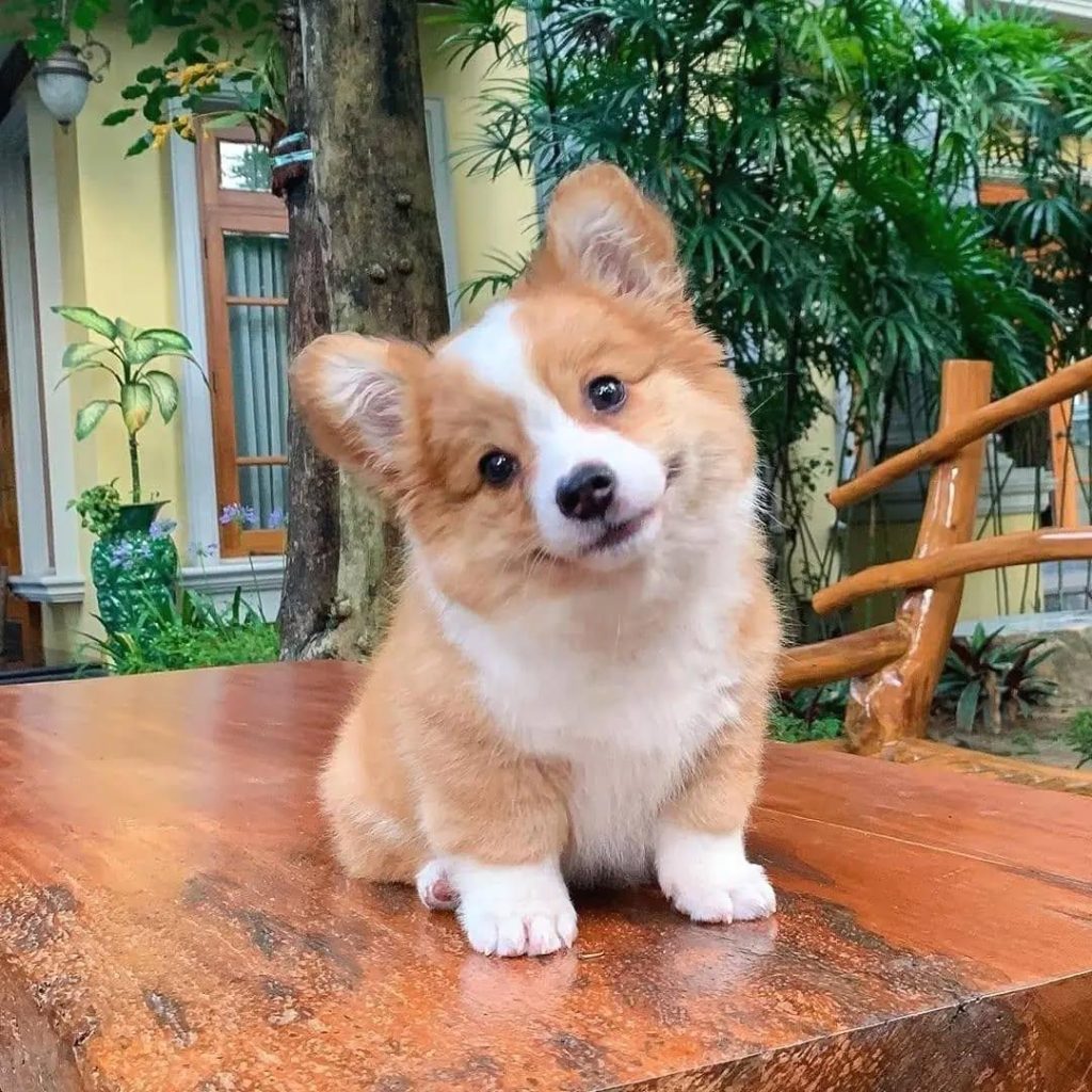 male-brown-white-pembroke-welsh-corgi-puppy A handsome male brown and white Pembroke Welsh Corgi puppy standing proudly on a wooden deck.