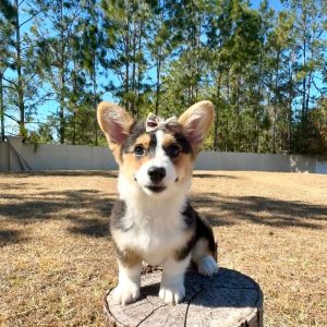 A handsome male brown and white Pembroke Welsh Corgi puppy named Guler sitting on green grass.