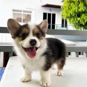 A beautiful female brown and white Pembroke Welsh Corgi puppy named Vicks resting on a soft blanket outdoors.