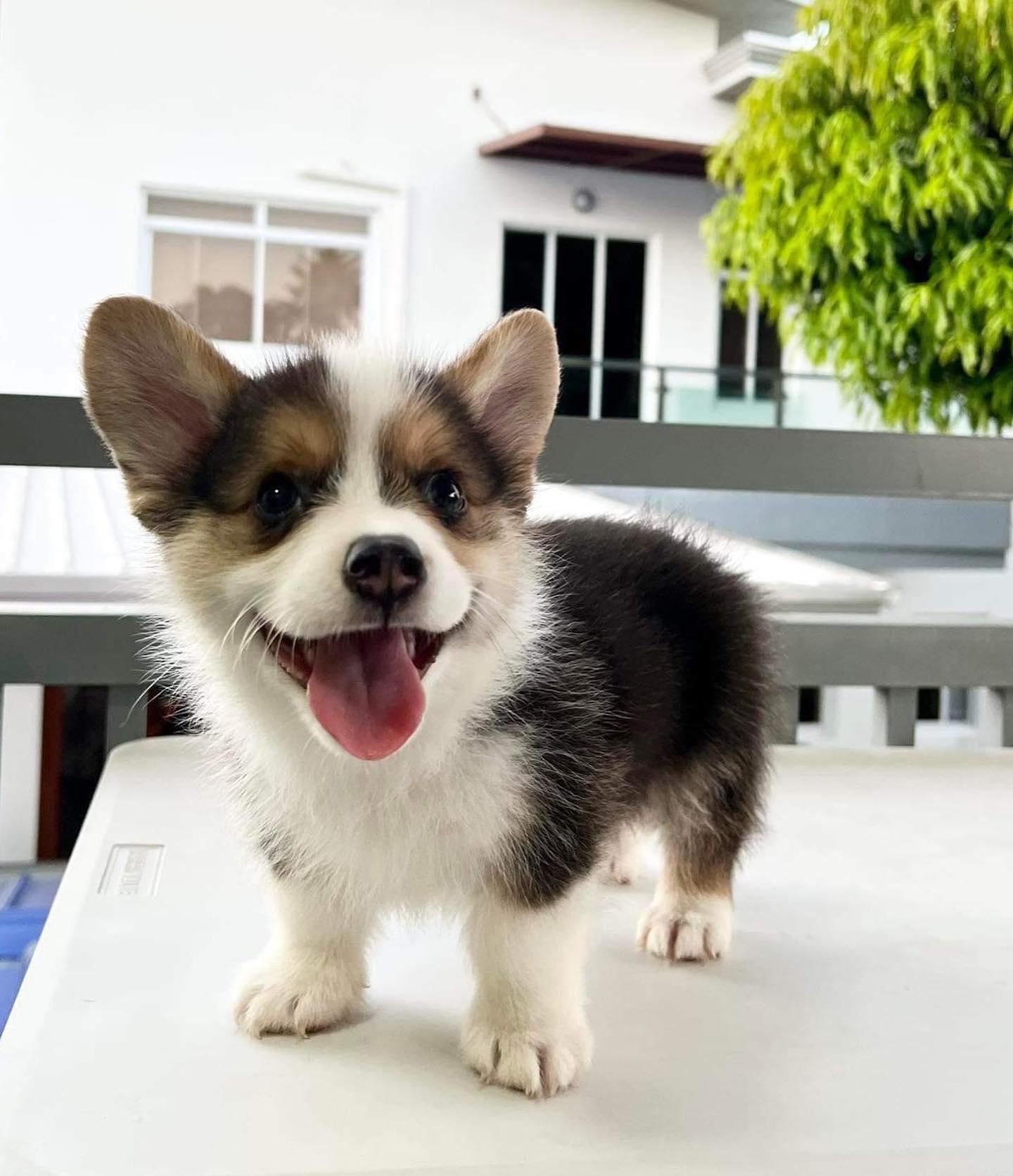 vicks-female-pembroke-welsh-corgi-puppy A beautiful female brown and white Pembroke Welsh Corgi puppy named Vicks resting on a soft blanket outdoors.