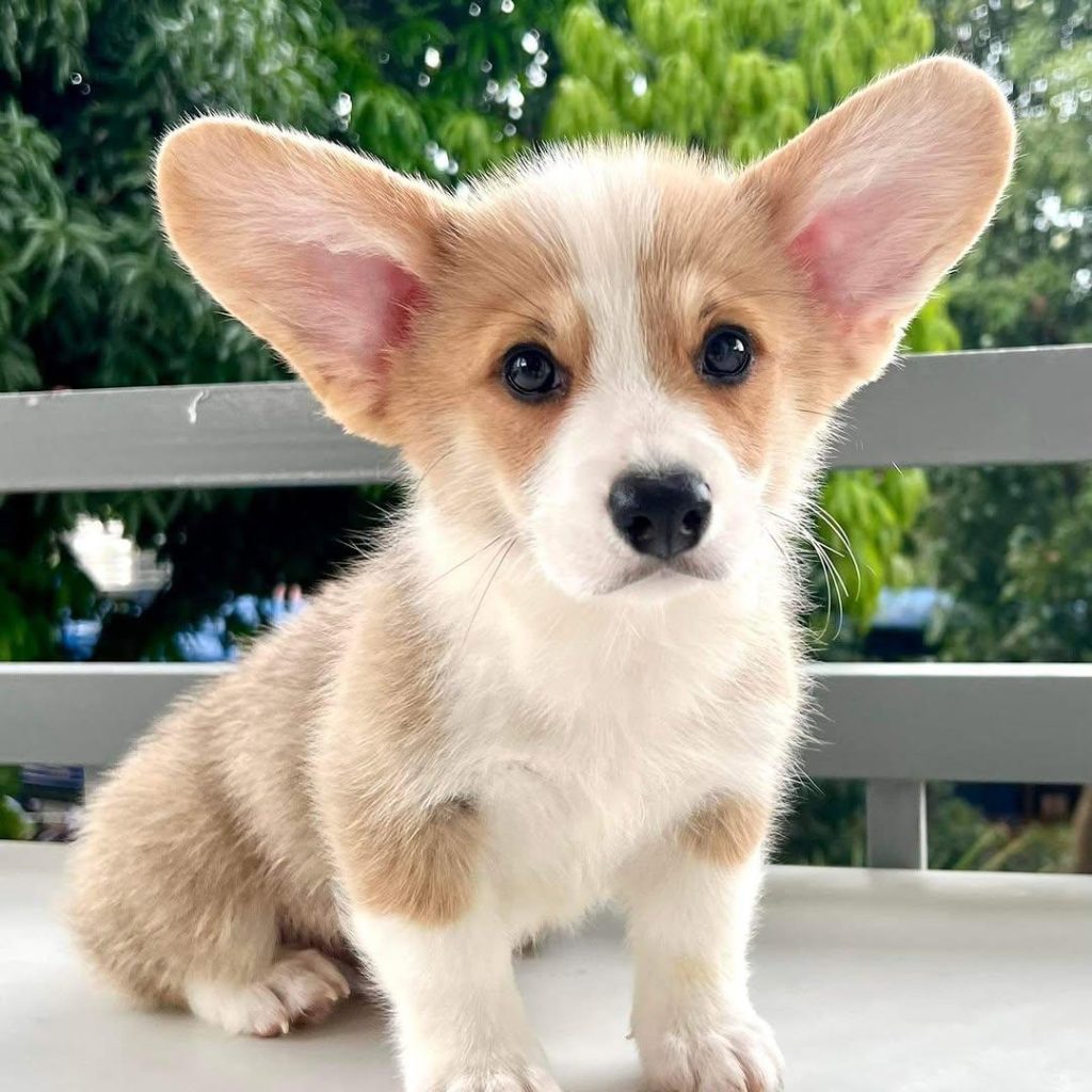 female-pembroke-corgi-puppy-for-sale-usa A playful brown and white female Pembroke Corgi puppy running happily across a sunny backyard lawn.