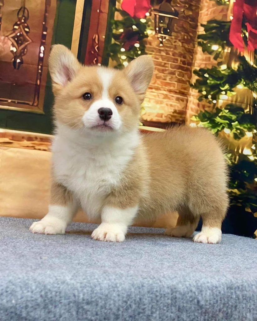 purebred-female-pembroke-welsh-corgi-puppy A beautiful female brown and white Pembroke Welsh Corgi puppy sitting gracefully on a soft blanket in the grass.