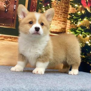 A beautiful female brown and white Pembroke Welsh Corgi puppy named Kock resting calmly on green grass.