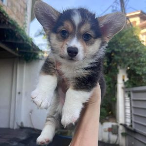A vibrant male brown and white Pembroke Welsh Corgi puppy named Keen exploring outdoor grass.