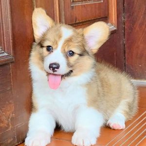 A handsome male brown and white Pembroke Welsh Corgi puppy named Kyky standing alertly on a lush green lawn.
