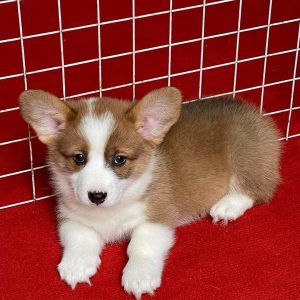 A beautiful female brown and white Pembroke Welsh Corgi puppy named Corger sitting alertly on a patio.