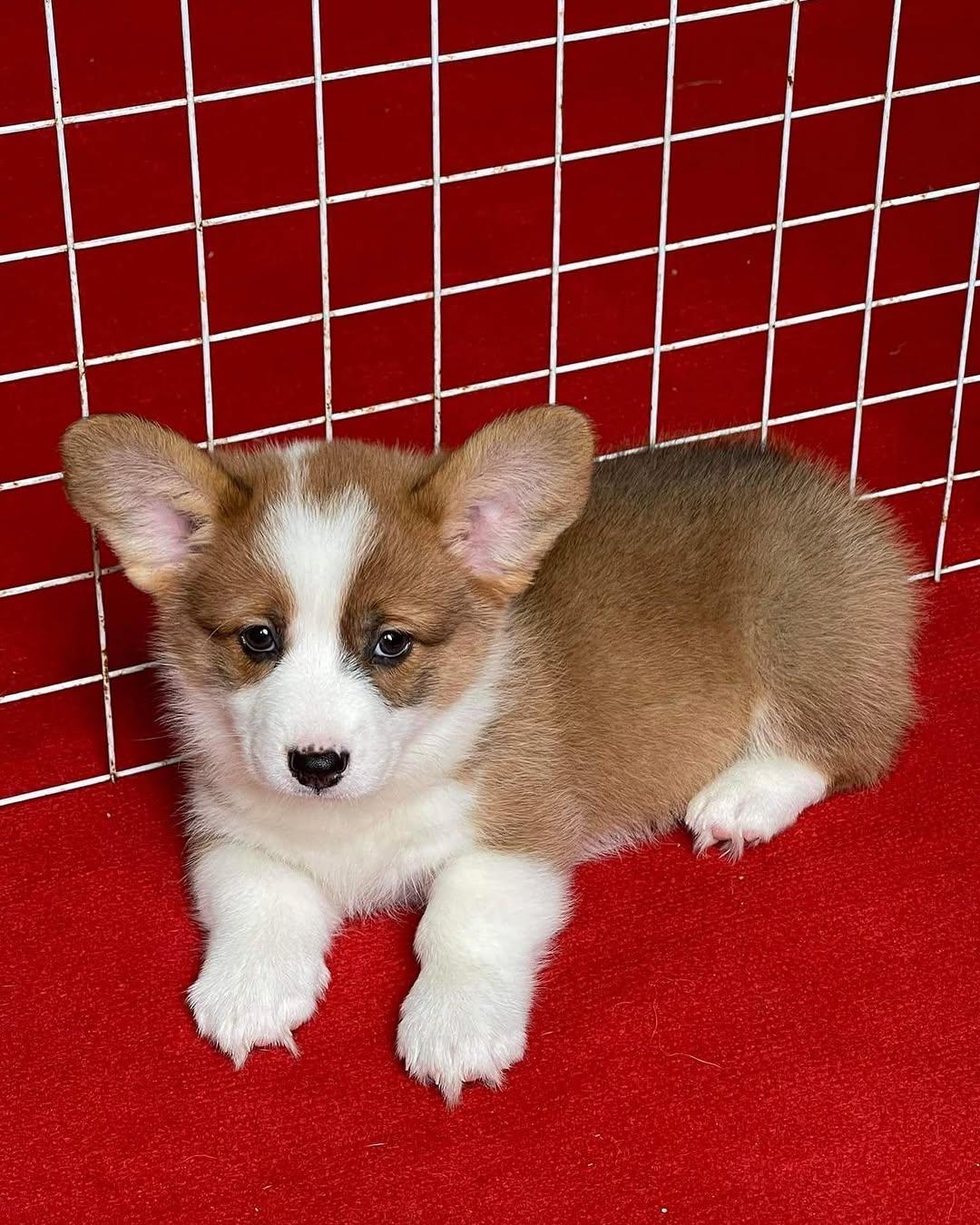 corger-female-brown-white-pembroke-welsh-corgi-puppy A beautiful female brown and white Pembroke Welsh Corgi puppy named Corger sitting alertly on a patio.