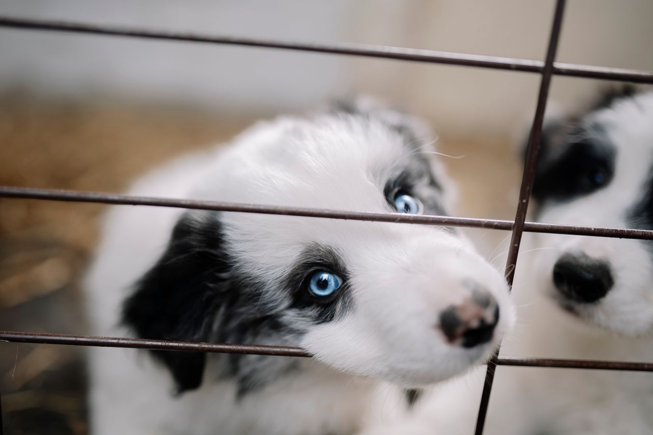 Offerings Close-up of two blue-eyed puppies looking through a cage, capturing their innocence and charm.