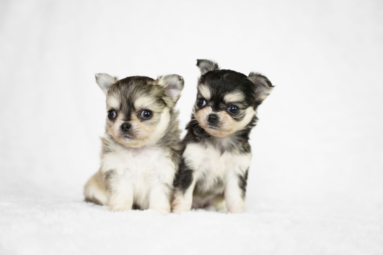 Offerings Two cute Chihuahua puppies sitting on a white background, perfect for pet enthusiasts.