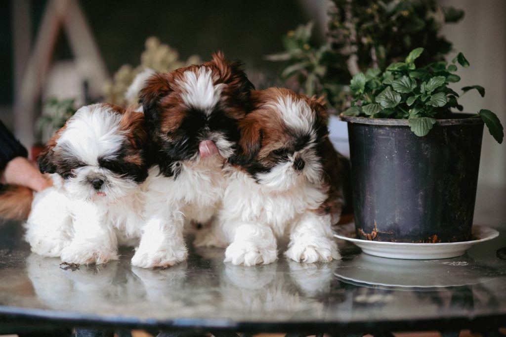 Three fluffy Shih Tzu puppies sitting on a glass table next to indoor plant.