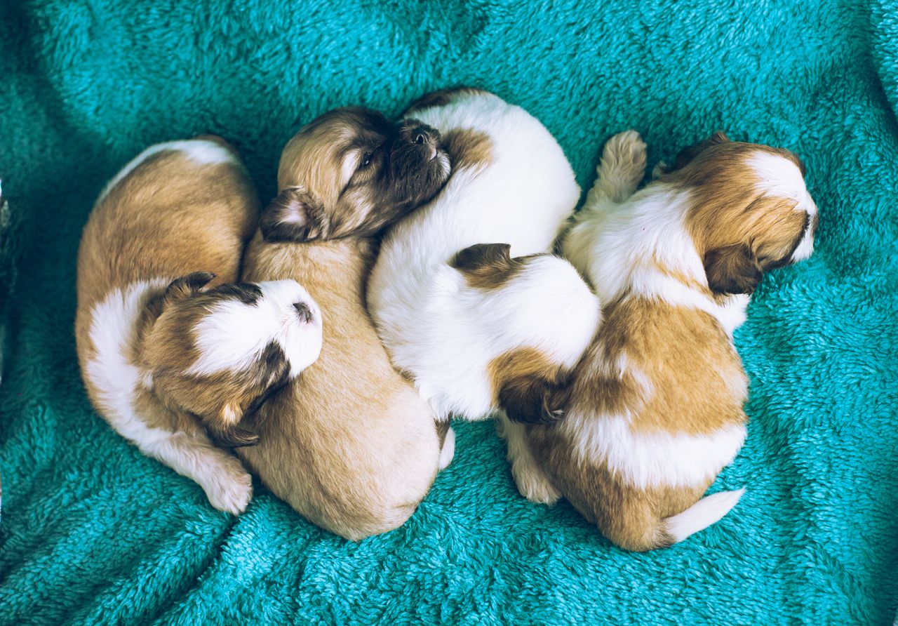 Offerings Four cute puppies sleeping together on a soft turquoise blanket, capturing a moment of serenity and warmth.