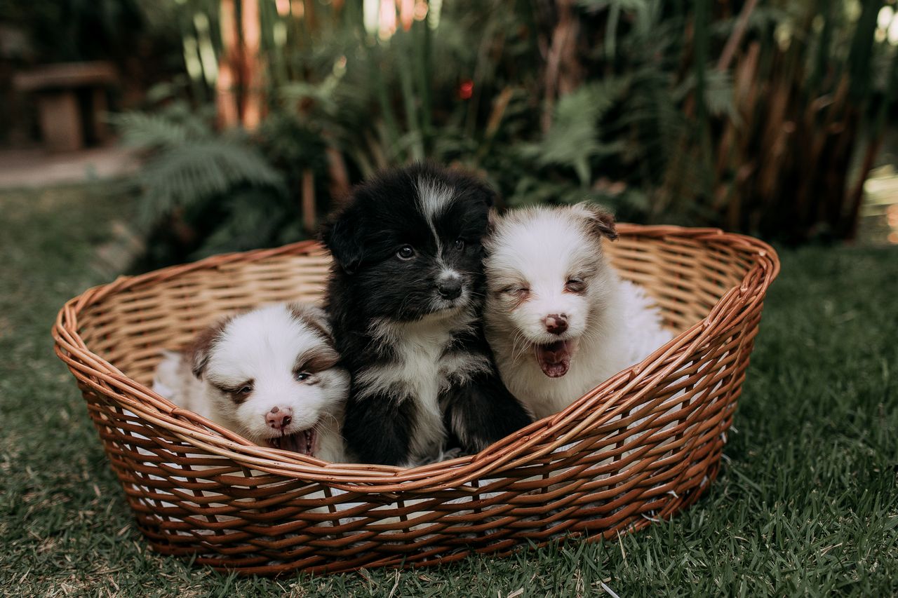 Home Three cute puppies relaxing in a wicker basket on grassy outdoors, showcasing playful innocence.