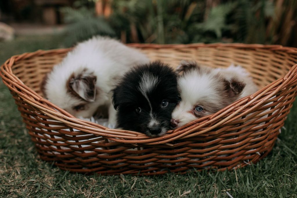 Three cute puppies snuggled together in a wicker basket on green grass.