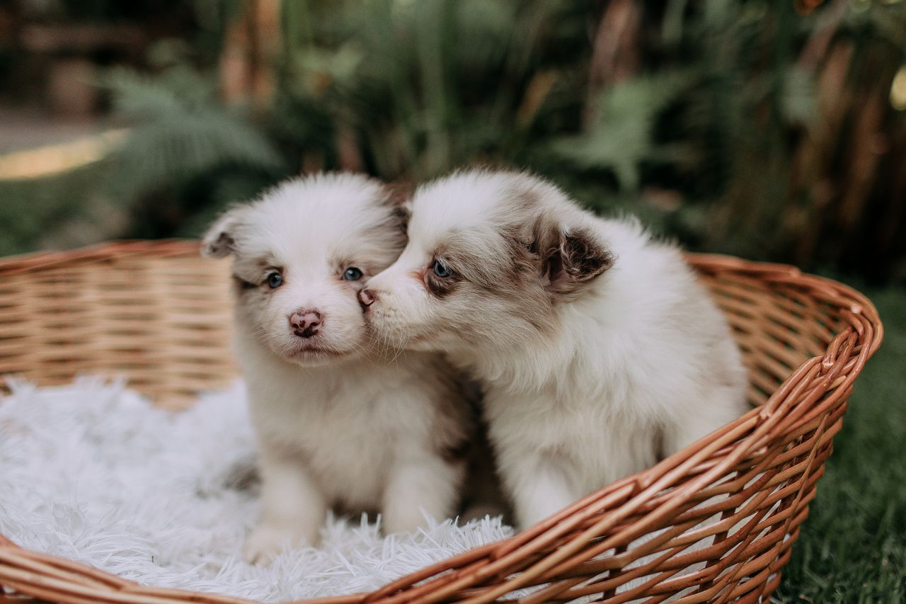 Offerings Two fluffy Australian Shepherd puppies snuggled in a wicker basket outdoors.