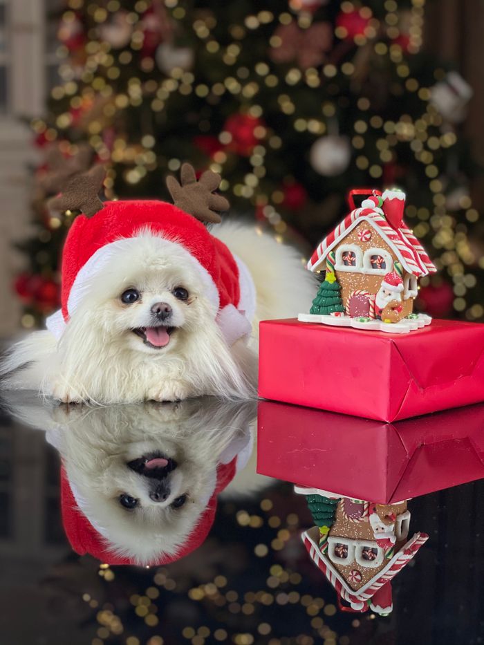 Home Charming Pomeranian dressed in Santa hat with holiday decor and gift box.